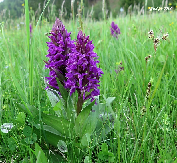 vstavačovec májový pravý Dactylorhiza majalis subsp. majalis (Reincherb.) Hunt & Summerh.