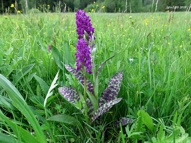 vstavačovec májový pravý Dactylorhiza majalis subsp. majalis (Reincherb.) Hunt & Summerh.