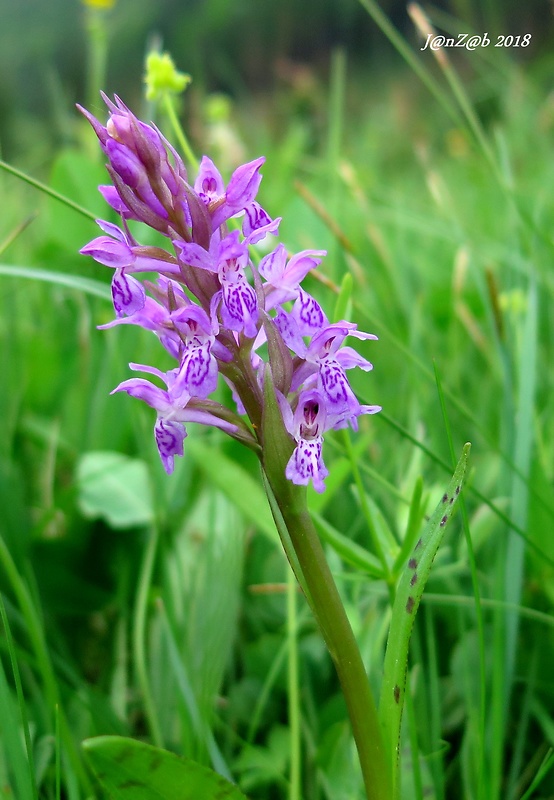 vstavačovec - kríženec ? Dactylorhiza sp.