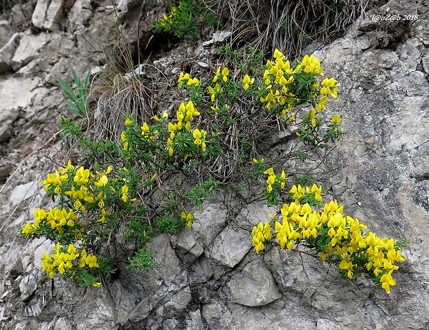 kručinka chlpatá  Genista pilosa L.