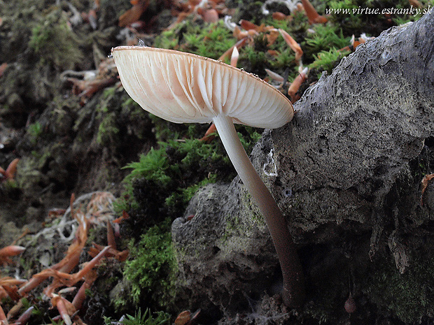 sliznačka koreňujúca Hymenopellis radicata (Relhan) R.H. Petersen