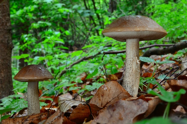 kozák brezový Leccinum scabrum (Bull.) Gray