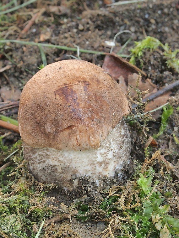 kozák brezový Leccinum scabrum (Bull.) Gray