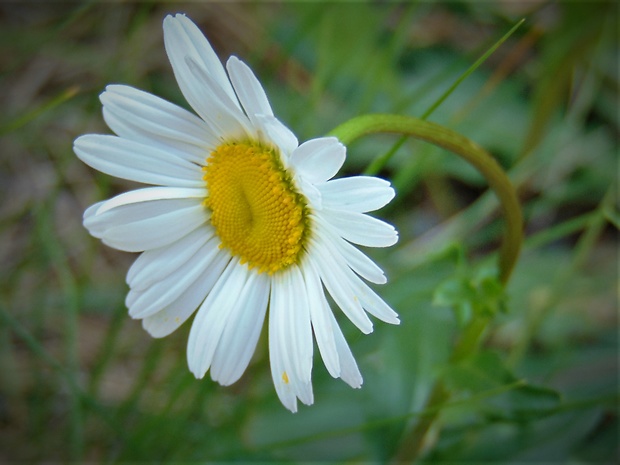 margaréta biela Leucanthemum vulgare Lam.