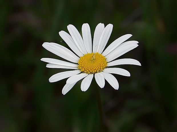 margaréta biela Leucanthemum vulgare Lam.