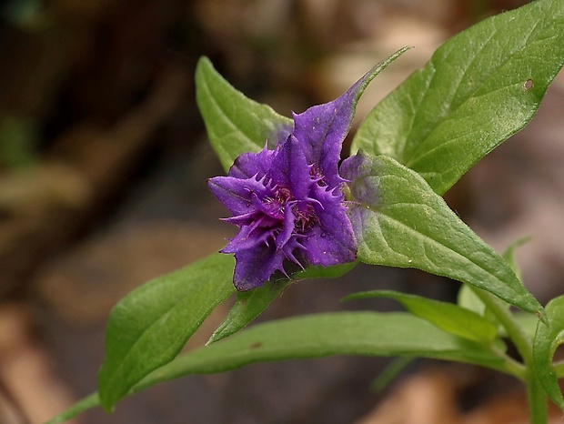 čermeľ hájny Melampyrum nemorosum L.