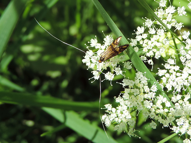 adéla Ochsenheimerova / adéla jedlová Nemophora ochsenheimerella Hübner, 1813