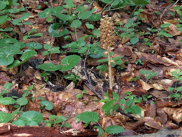 hniezdovka hlístová Neottia nidus-avis (L.) Rich.