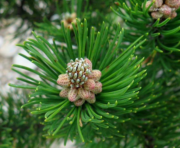 borovica horská Pinus mugo Turra