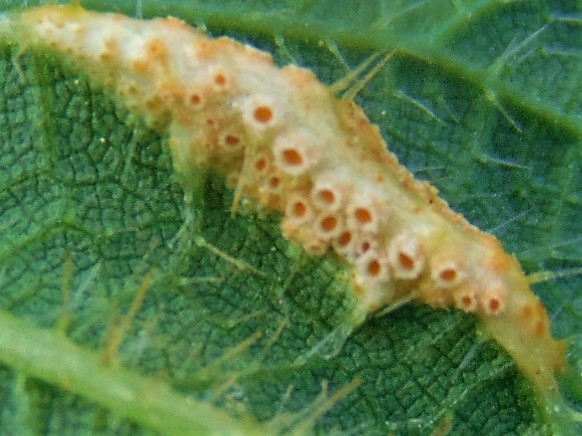 hrdza Puccinia urticata F. Kern