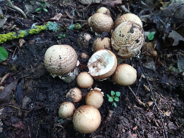 pečiarka trsovitá Agaricus bohusii Bon