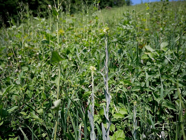 arábka strmobyľová Arabis glabra (L.) Bernh.