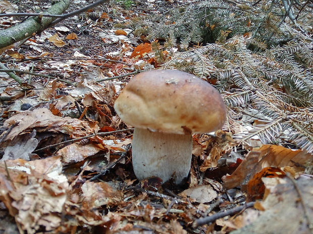 hríb smrekový Boletus edulis Bull.