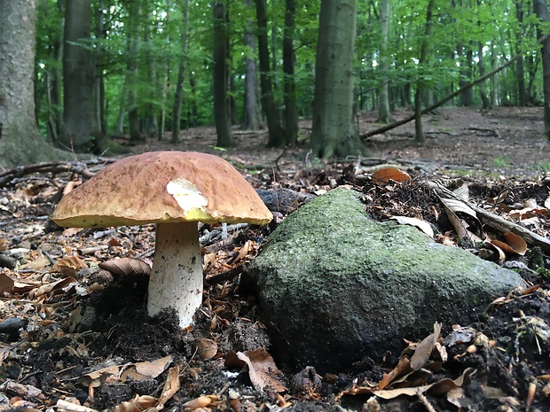 hríb smrekový Boletus edulis Bull.