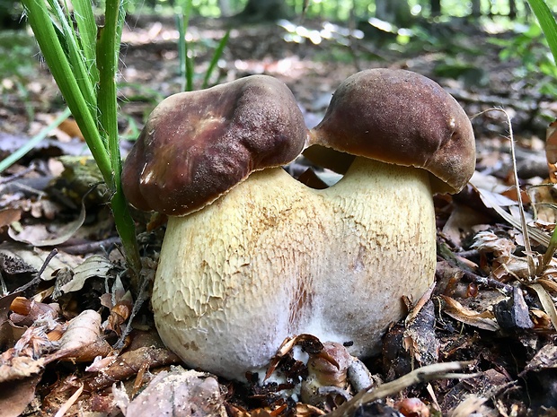 hríb dubový Boletus reticulatus Schaeff.