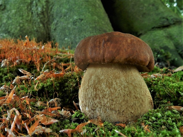 hríb dubový Boletus reticulatus Schaeff.