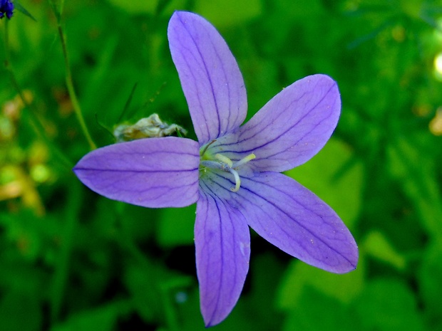 zvonček konáristý Campanula patula L.