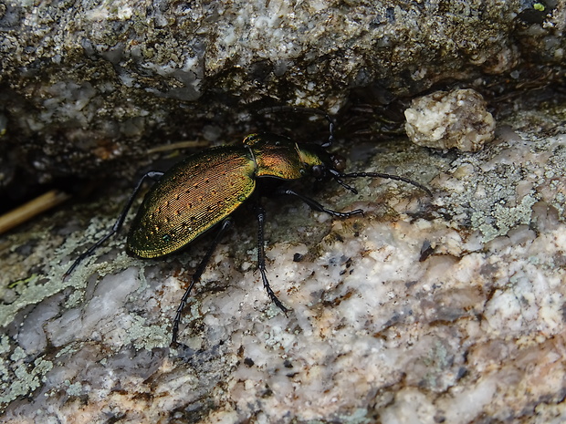 bystruška karpatská  Carabus sylvestris transsylvanicus Kollar in Dejean 1826