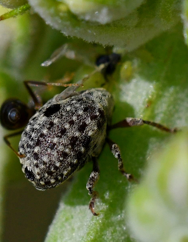 nosánik Cionus sp.