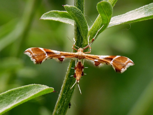 pierkavec šípkový Cnaemidophorus rhododactyla