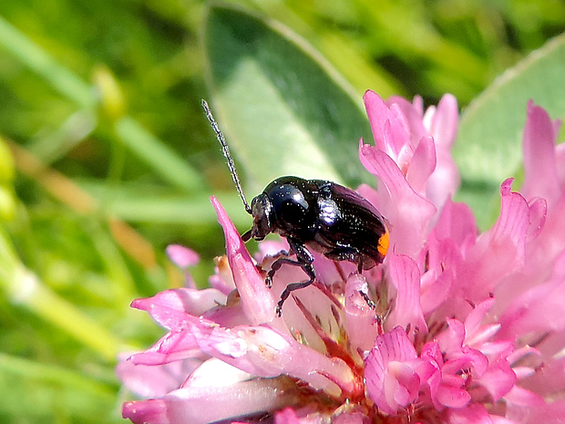 krytohlav / krytohlav dvouskvrnný Cryptocephalus biguttatus Scopoli, 1763