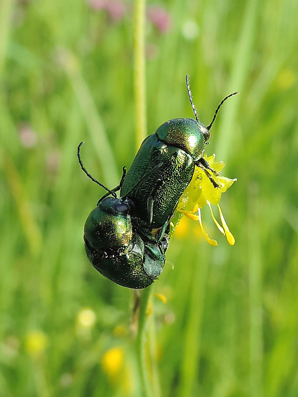 krytohlav / krytohlav hedvábitý Cryptocephalus sericeus Linnaeus, 1758