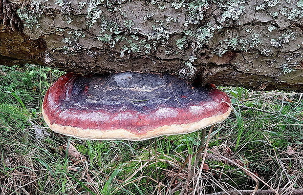 práchnovček pásikavý Fomitopsis pinicola (Sw.) P. Karst.