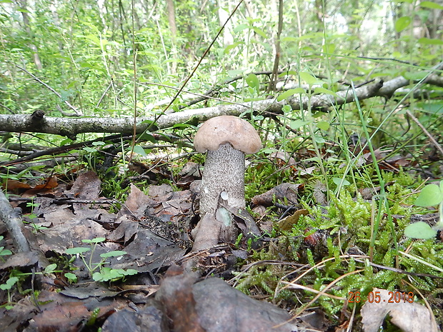 kozák topoľový Leccinum duriusculum (Schulzer ex Kalchbr.) Singer