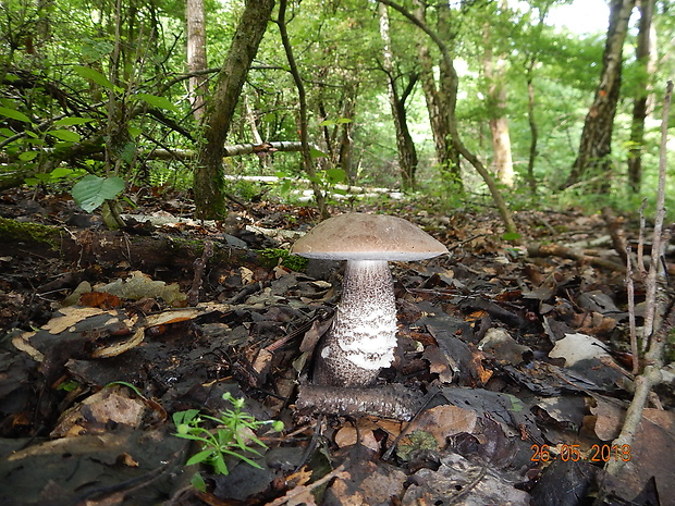 kozák topoľový Leccinum duriusculum (Schulzer ex Kalchbr.) Singer