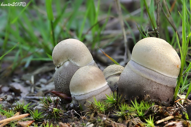 kozák topoľový Leccinum duriusculum (Schulzer ex Kalchbr.) Singer