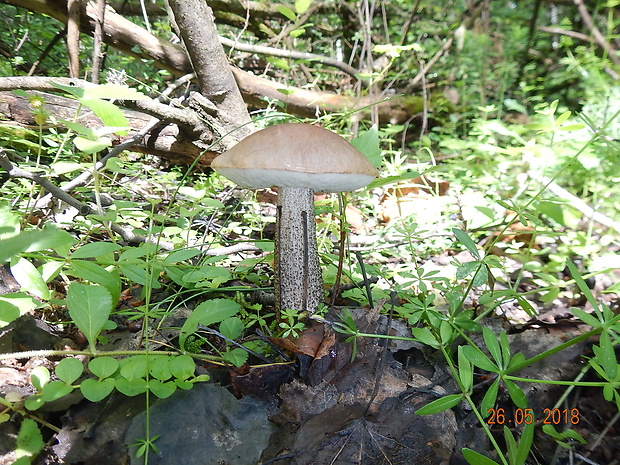 kozák brezový Leccinum scabrum (Bull.) Gray