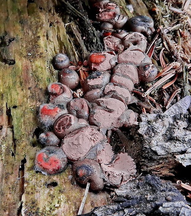 vlčinka Lycogala sp.