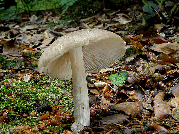 povraznica širokolupeňová Megacollybia platyphylla (Pers.) Kotl. & Pouzar