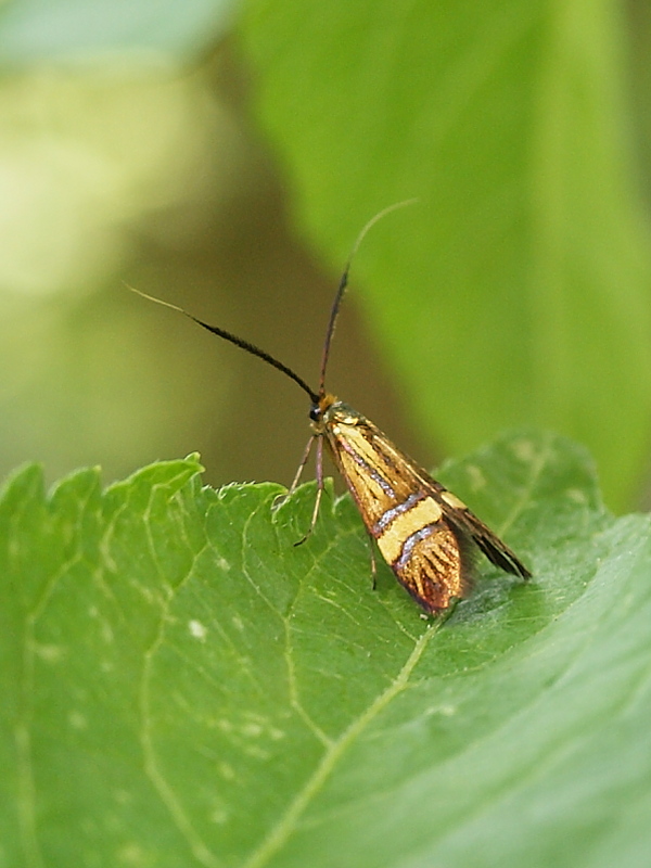 adéla De Geerova Nemophora degeerella