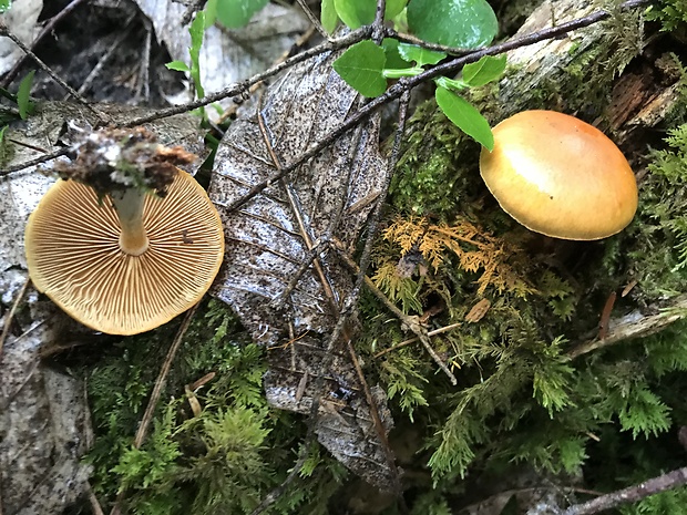 šupinovec nevoňavý  Gymnopilus penetrans (Fr.) Murrill