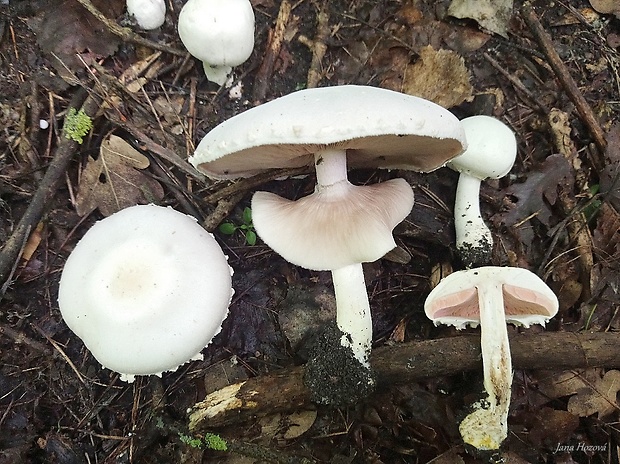 pečiarka páchnuca Agaricus xanthodermus Genev.