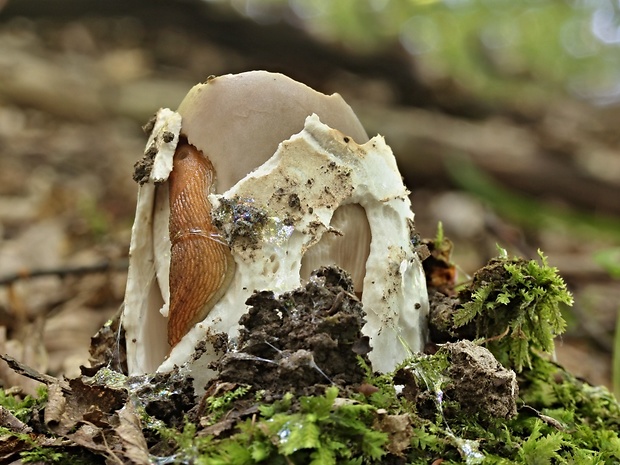 muchotrávka Amanita sp.