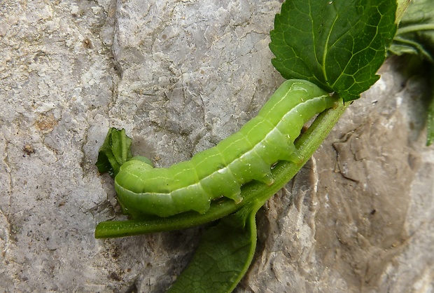 blyšťavka čierna húsenica Amphipyra livida(Noctuidae)