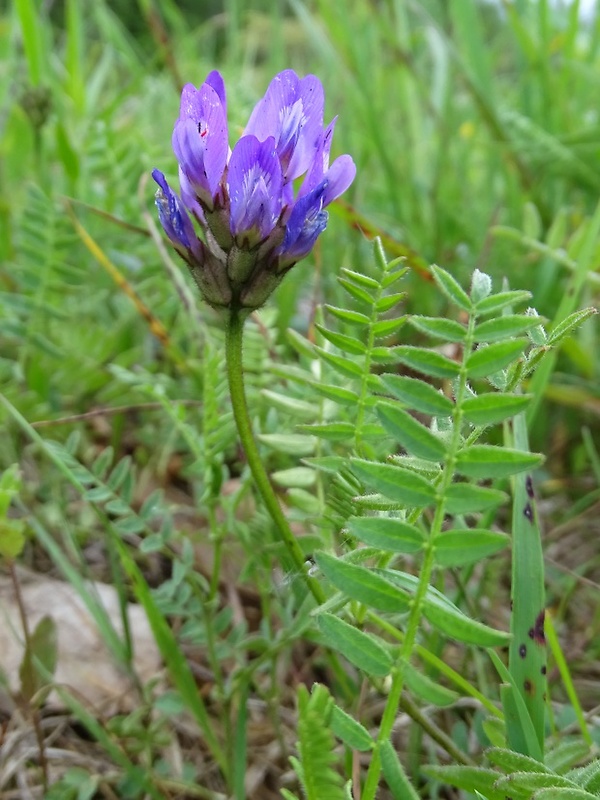 kozinec dánsky Astragalus danicus Retz.