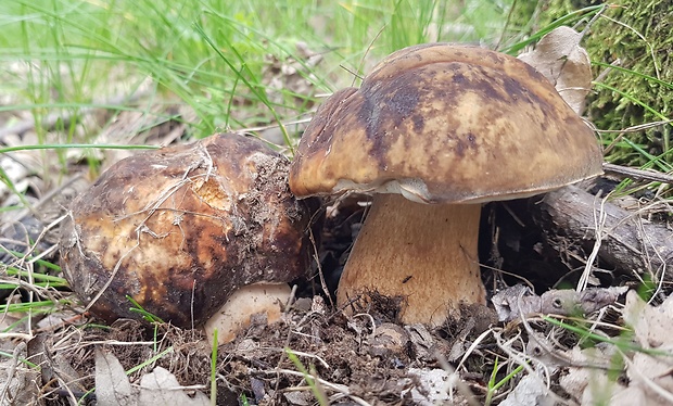 hríb bronzový Boletus aereus Bull. ex Fr.