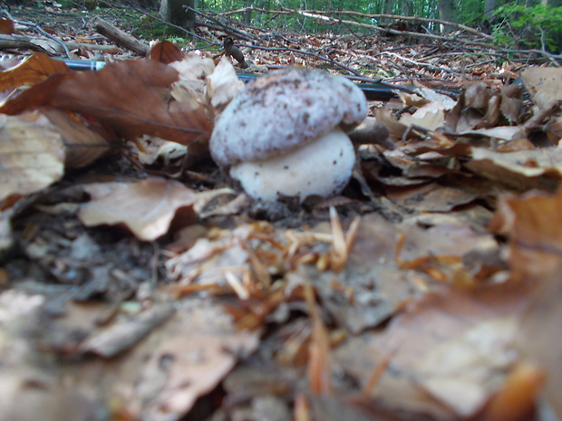 hríb sosnový Boletus pinophilus Pil. et Dermek in Pil.