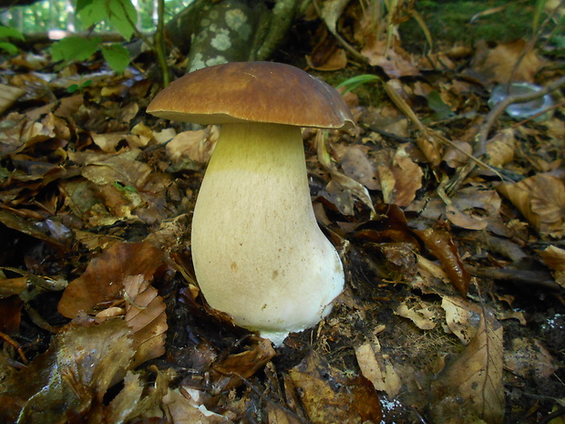 hríb dubový Boletus reticulatus Schaeff.