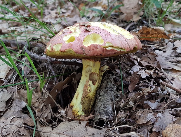 hríb kráľovský Butyriboletus regius (Krombh.) D. Arora & J.L. Frank