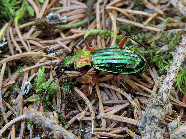 bystruška zlatá / střevlík zlatolesklý Carabus (Chrysocarabus) auronitens Fabricius, 1792