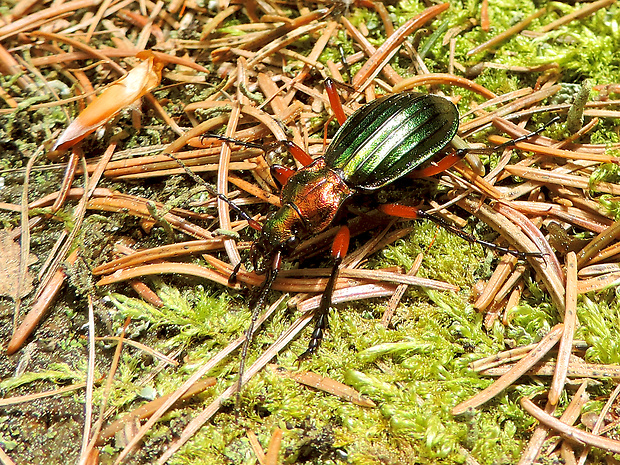 bystruška zlatá / střevlík zlatolesklý Carabus (Chrysocarabus) auronitens Fabricius, 1792