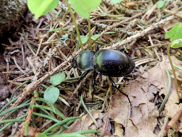 bystruška hladká / střevlík hladký Carabus (Pachystus) glabratus Paykull, 1790