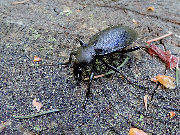 bystruška kožovitá / střevlík kožitý Carabus (Procrustes) coriaceus Linnaeus, 1758