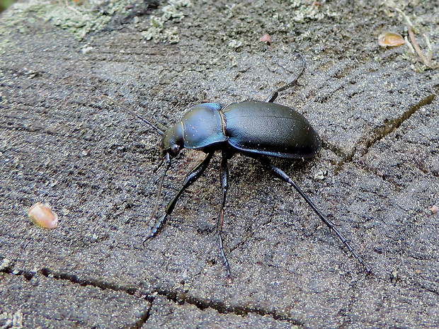 bystruška / střevlík vypouklý Carabus (Tomocarabus) convexus Fabricius, 1775