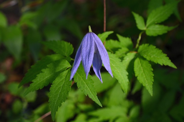 plamienok alpínsky Clematis alpina (L.) Mill.