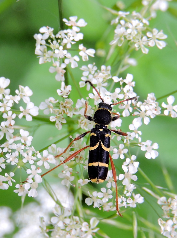 fuzáč   Clytus arietis